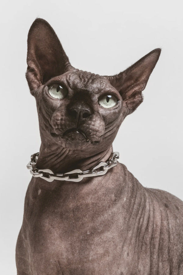 Front view of steel the Linque collar on grey hairless cat, against a white background.