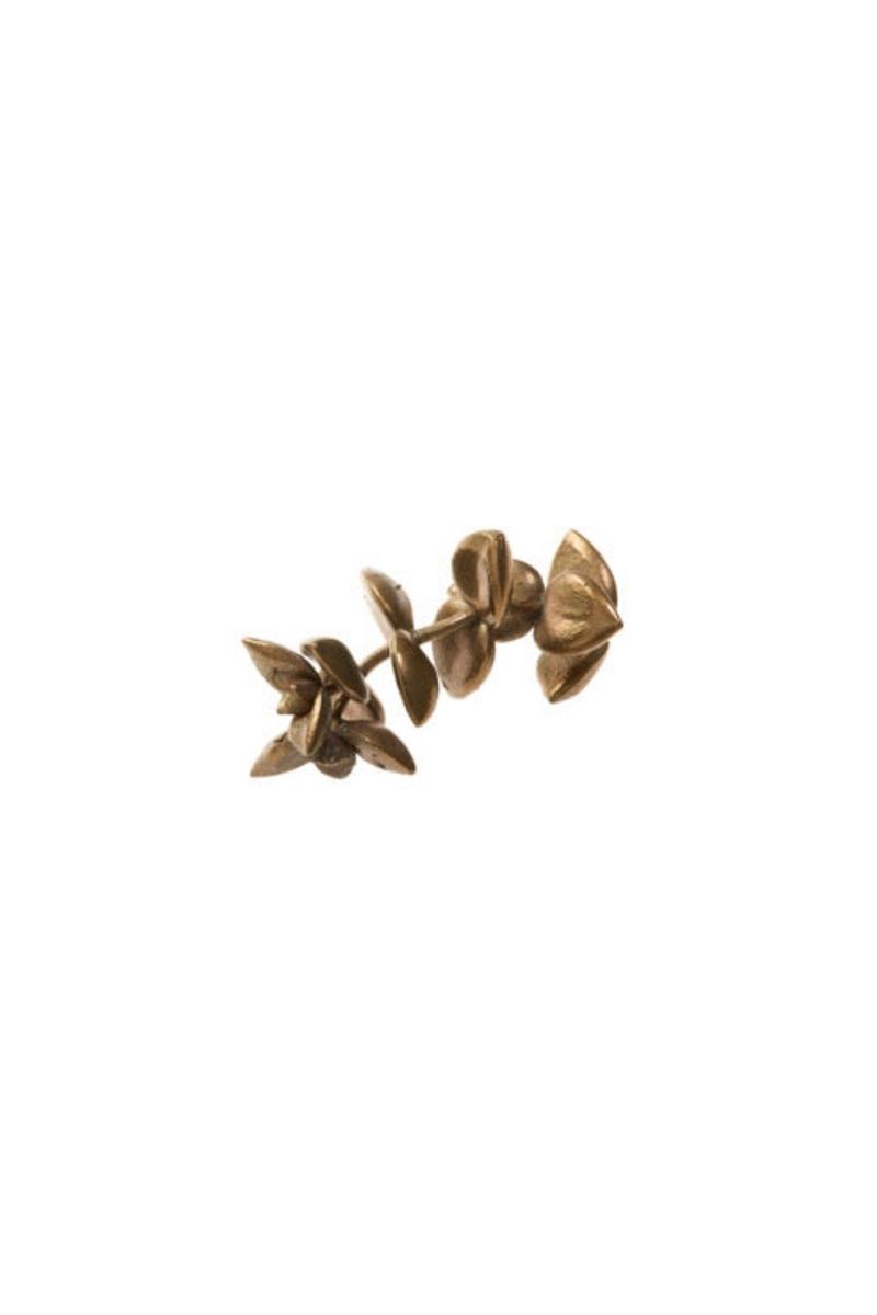Bronze Astridia Succulent