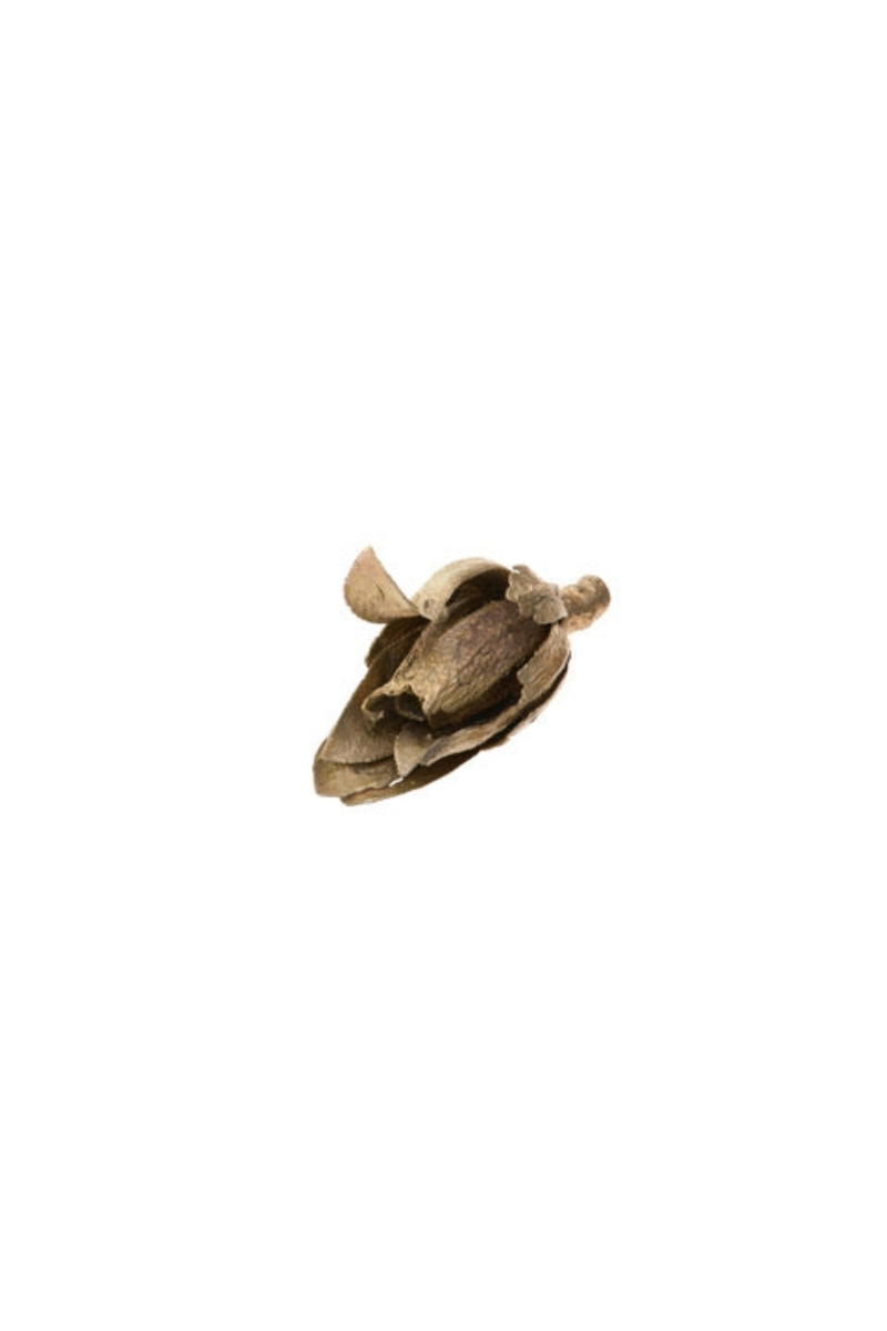 Bronze Closed Flower