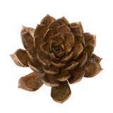 Latondra Bronze Extra Large Aeonium Succulent