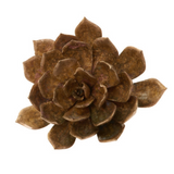 Latondra Bronze Extra Large Aeonium Succulent