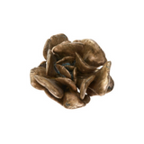 Latondra Bronze Flapjack Succulent