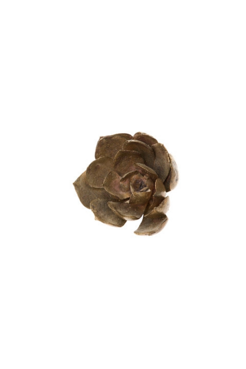 Bronze Large Aeonium Succulent