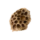 Latondra Bronze Lotus Pod