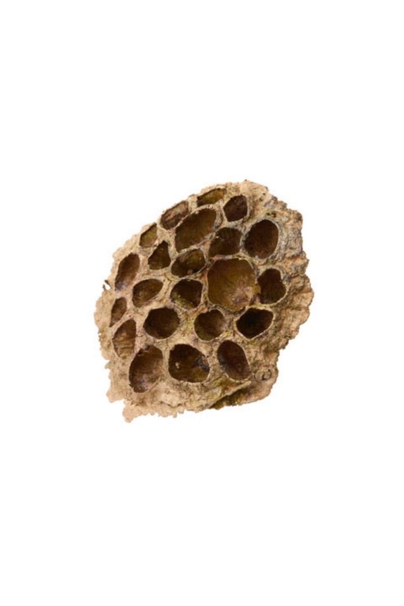 Bronze Lotus Pod
