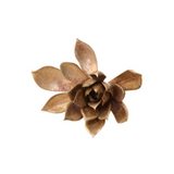 Latondra Bronze Pink Lotus Succulent Medium 1