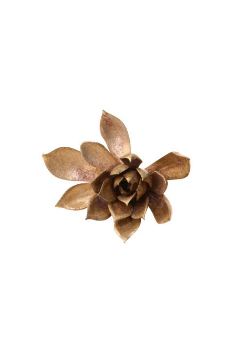 Bronze Pink Lotus Succulent Medium 1