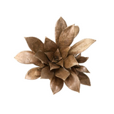 Latondra Bronze Sempervivum Succulent Medium