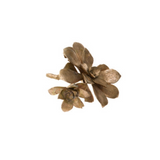 Latondra Bronze Sempervivum Succulent Medium