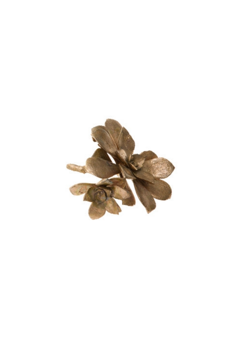 Bronze Sempervivum Succulent Medium
