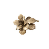 Latondra Bronze Sempervivum Succulent Small
