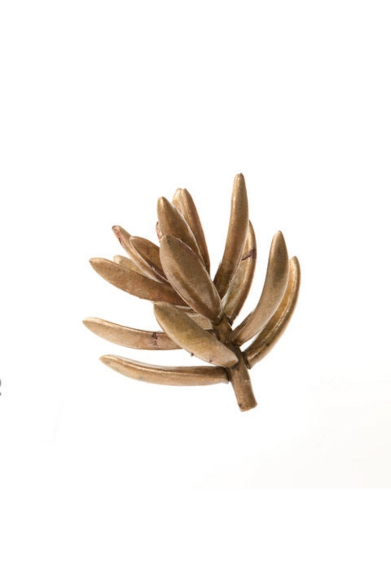 Bronze Senecio Succulent Medium