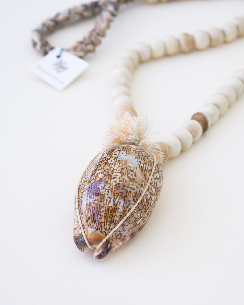 African Bone Cowrie