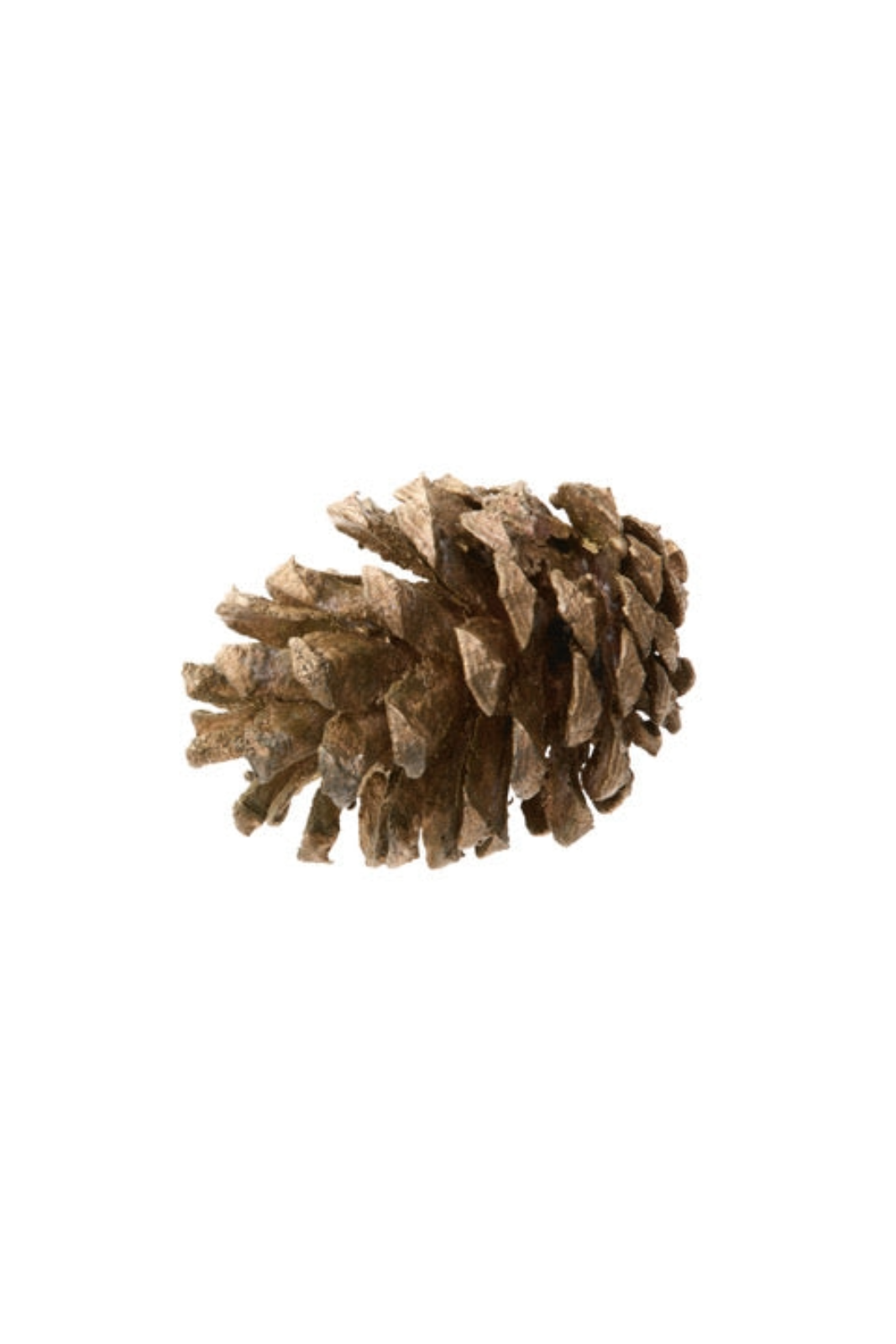 Large Bronze Pinecone