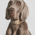 Front view of sand the dorro collar on a Weimaraner dog on white background.