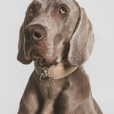 Front view of sand the dorro collar on a Weimaraner dog on white background.