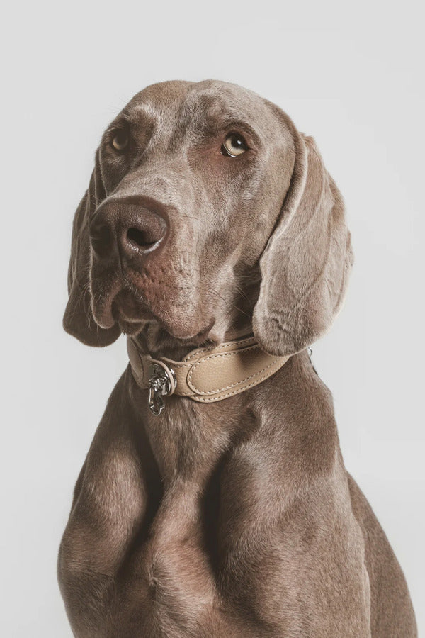 Front view of sand the dorro collar on a Weimaraner dog on white background.