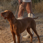 Side view of brute gale collar and leash on red brown dog being held by owner on a sand trail, against grassy brush background.