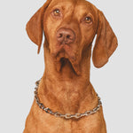 Front view of steel the Linque collar on red brown dog, against a white background.