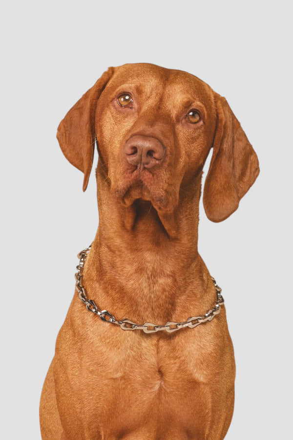 Front view of steel the Linque collar on red brown dog, against a white background.