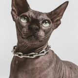 Front view of steel the Linque collar on grey hairless cat, against a white background.