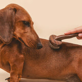Side view of grooming brush on dachshund on beige background.
