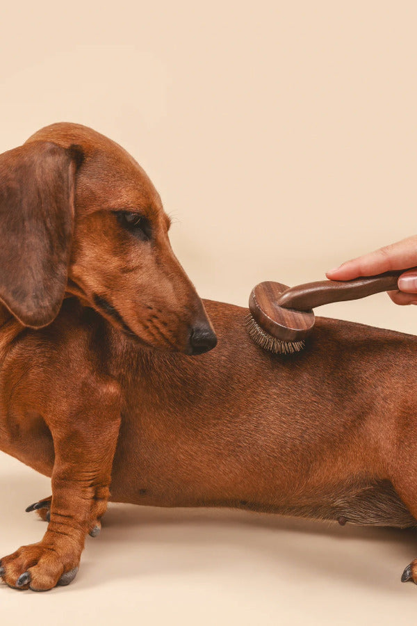Side view of grooming brush on dachshund on beige background.