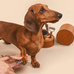 Side view of nail clipper tool being used on dachshund on beige background.