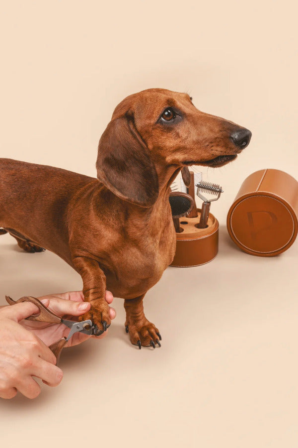 Side view of nail clipper tool being used on dachshund on beige background.