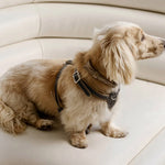 Side view of walnut the petite harness on long-haired dachshund sitting on couch.