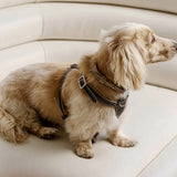 Side view of walnut the petite harness on long-haired dachshund sitting on couch.