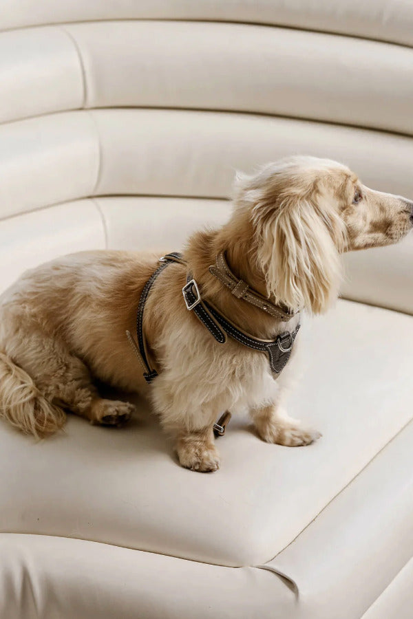 Side view of walnut the petite harness on long-haired dachshund sitting on couch.