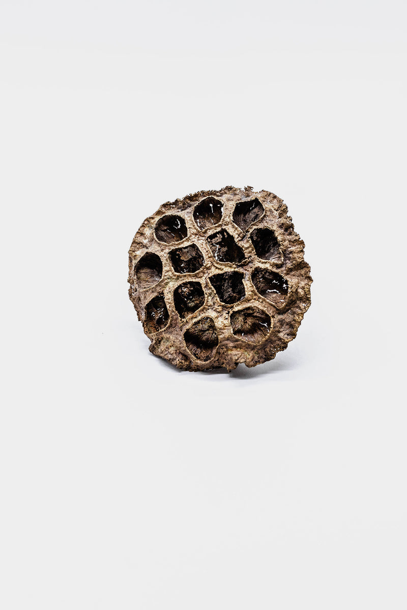 Bronze Lotus Pod