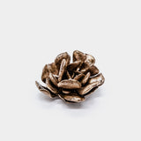 Latondra Bronze Flapjack Succulent