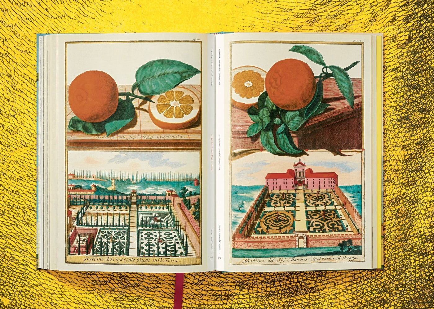 The Book of Citrus Fruits